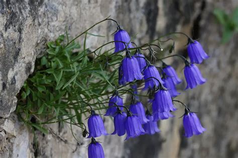 ベルフラワー 花言葉: 花の言葉が紡ぐ物語の深層